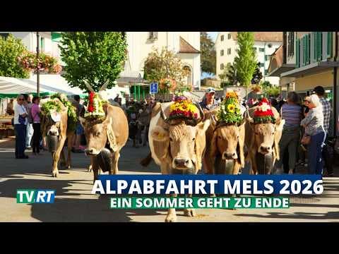 Nach einem harten Sommer: Alpabfahrt in Mels 2026
