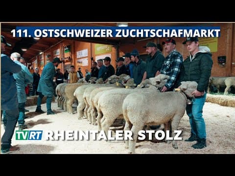 483 Schafe, 99 Züchter, 1 Leidenschaft – Der Ostschweizer Zuchtschafmarkt 2025