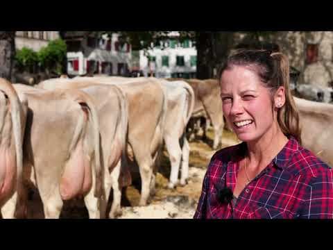 Tradition lebt: Stolze Rheintaler Bauern und ihr prächtiges Vieh – Ein Tag bei der Viehschau
