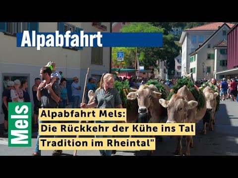 Alpabfahrt Mels: Die Rückkehr der Kühe ins Tal | Tradition im Rheintal"